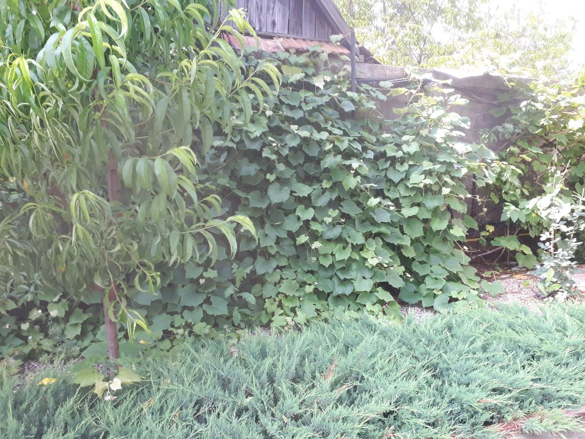 Gilău Casa Cionca 게스트하우스 외부 사진